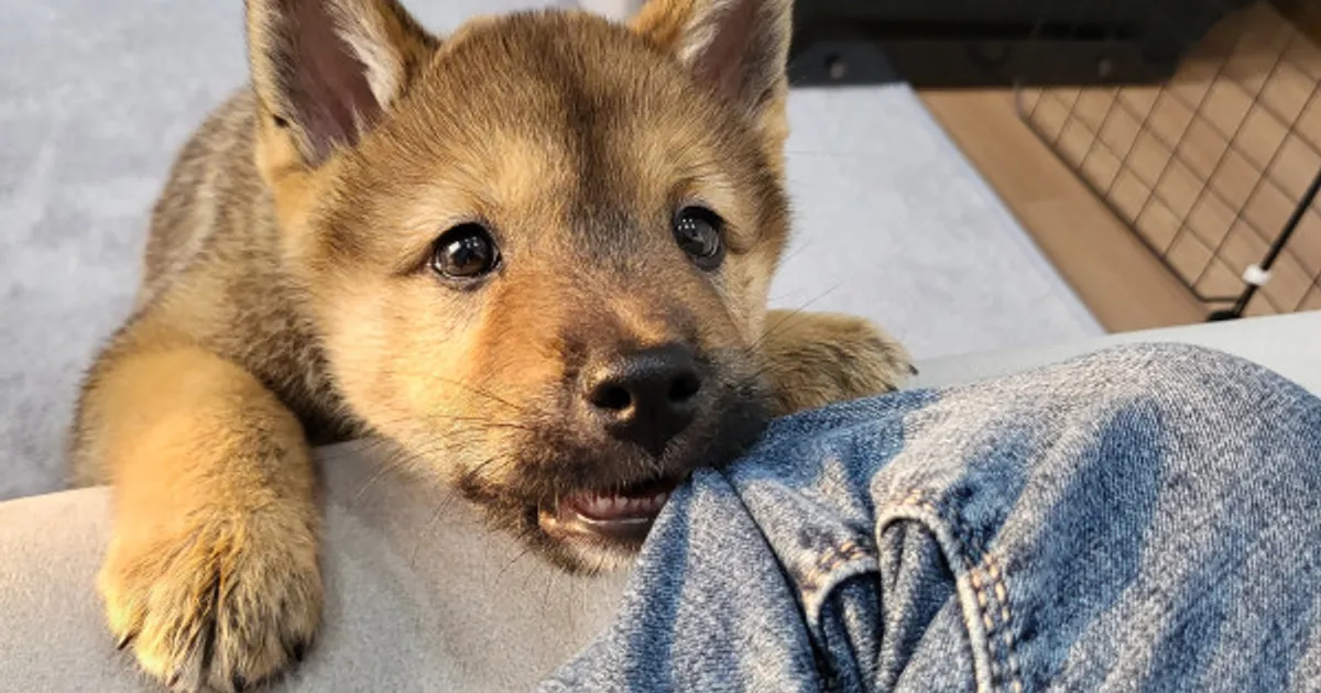 [챌린지] 엄마는 괜찮..을껄?