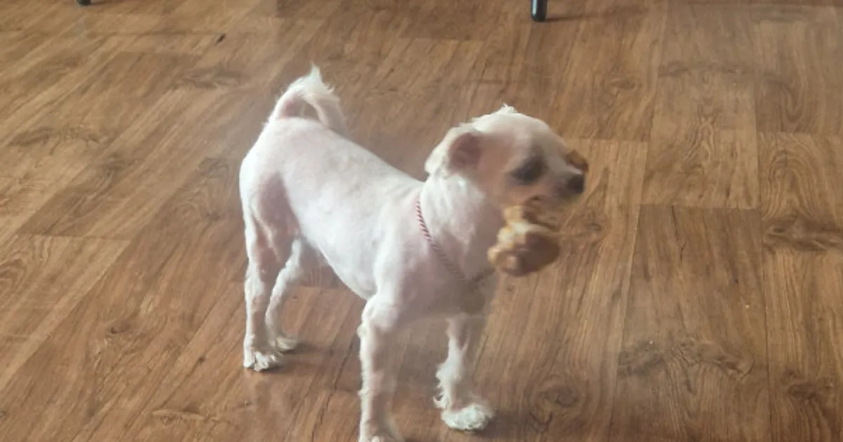 뼈다귀 지키는중