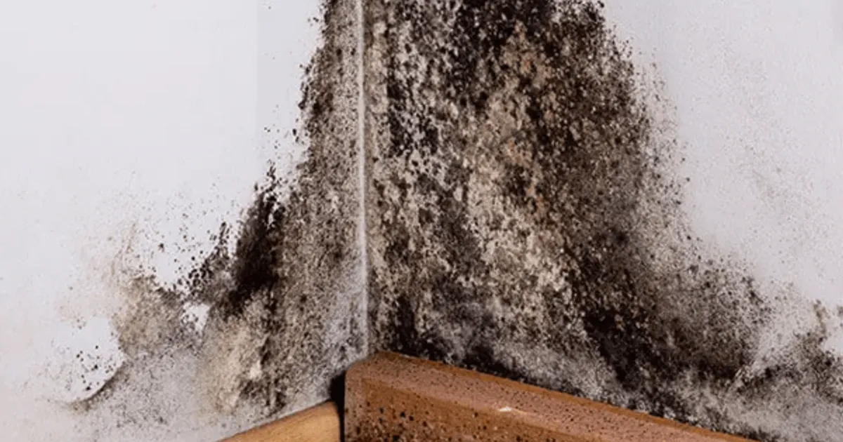 장마철에 집 와서 "이것"안하면 집 전체가 곰팡이 퍼집니다