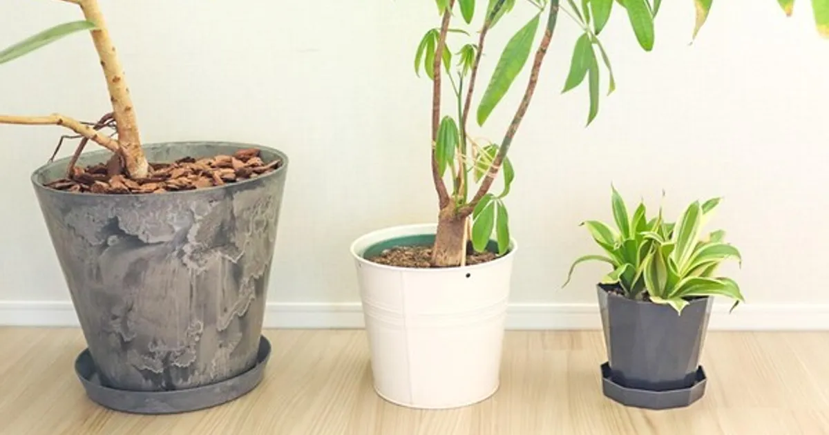 거실에 ''이것'' 절대 두지마세요, 돈 복이 다 빠져나갑니다.