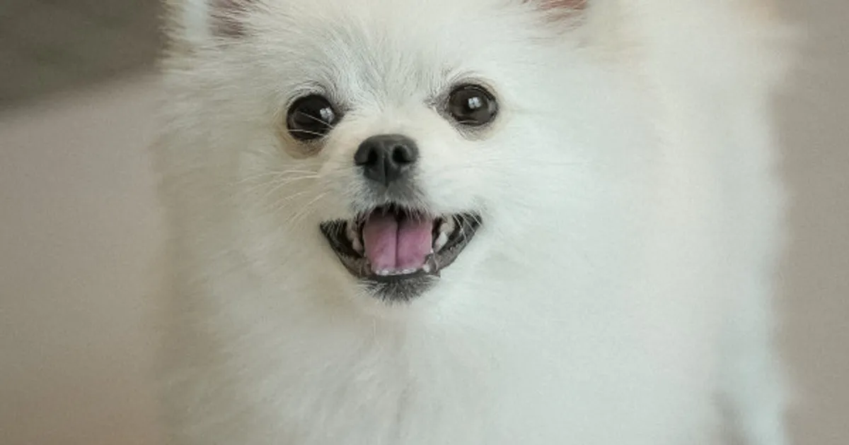쳇GPT한테 강아지 사람 사진 요청했어요