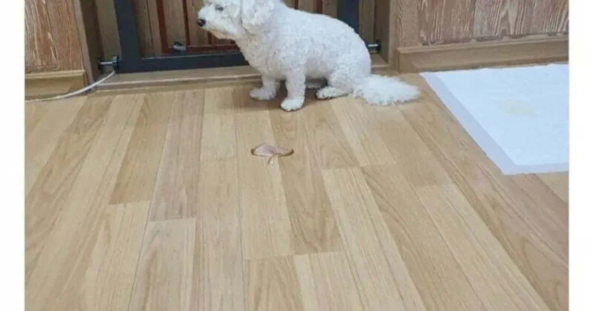 배민 족발 후기 레전드 ㄷㄷ