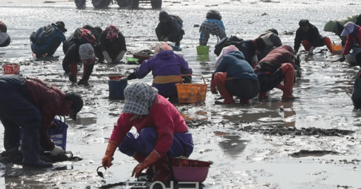 인천시, ‘돌비늘백합’ 시범양식 착수... "바지락 대체 고부가가치 소득원 발굴"