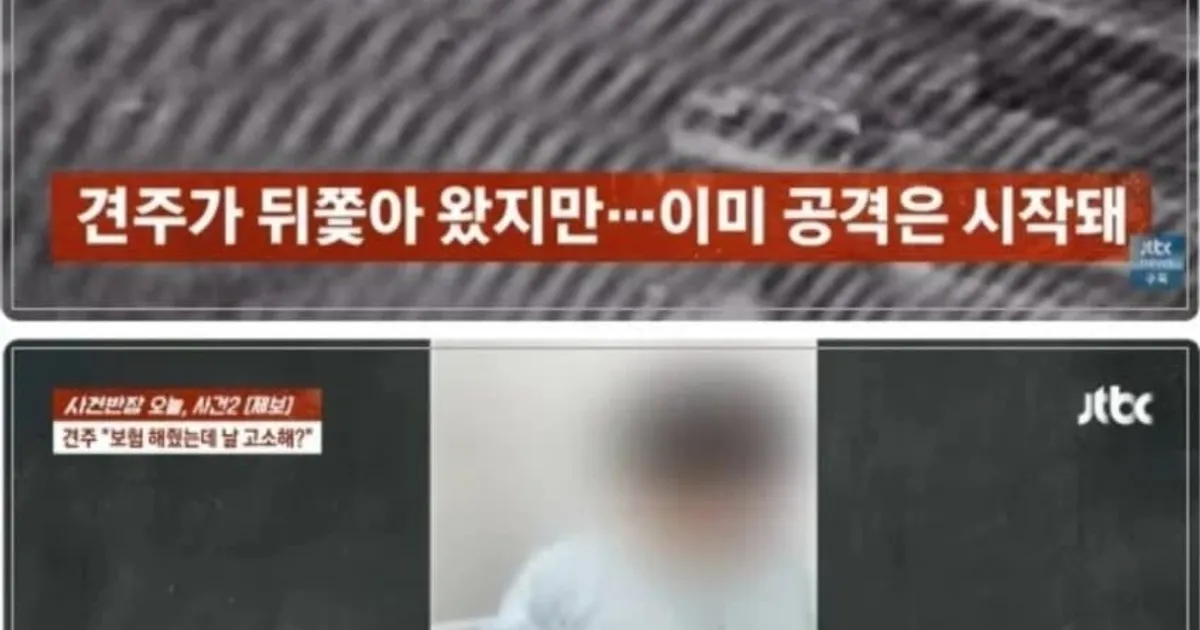 산책하다 '피투성이' 된 남성…맹견에 물렸는데, 견주 "공격 빌미 줬다"