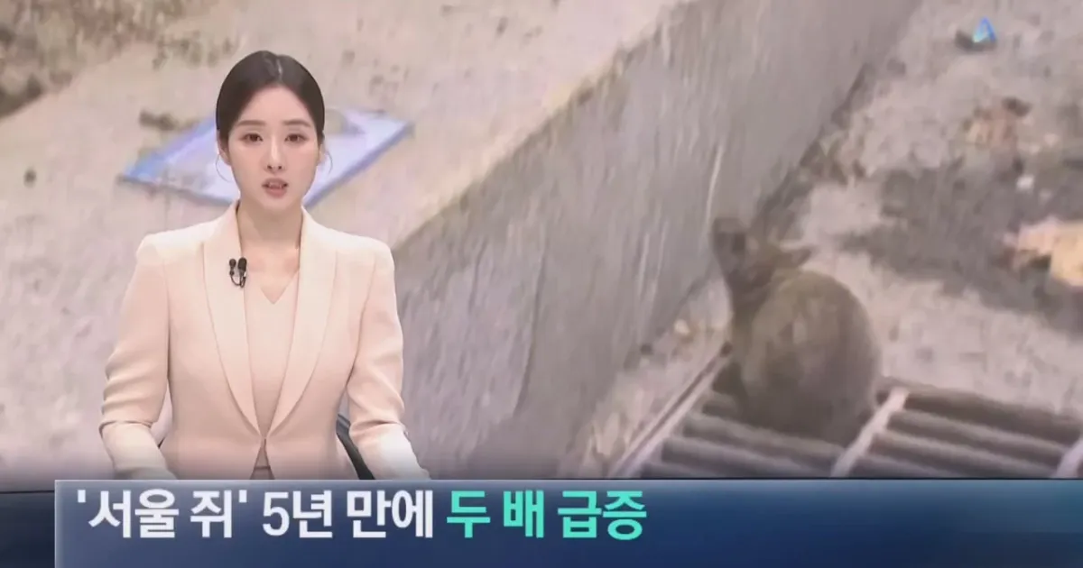 ‘서울 쥐’ 5년 만에 두 배 급증