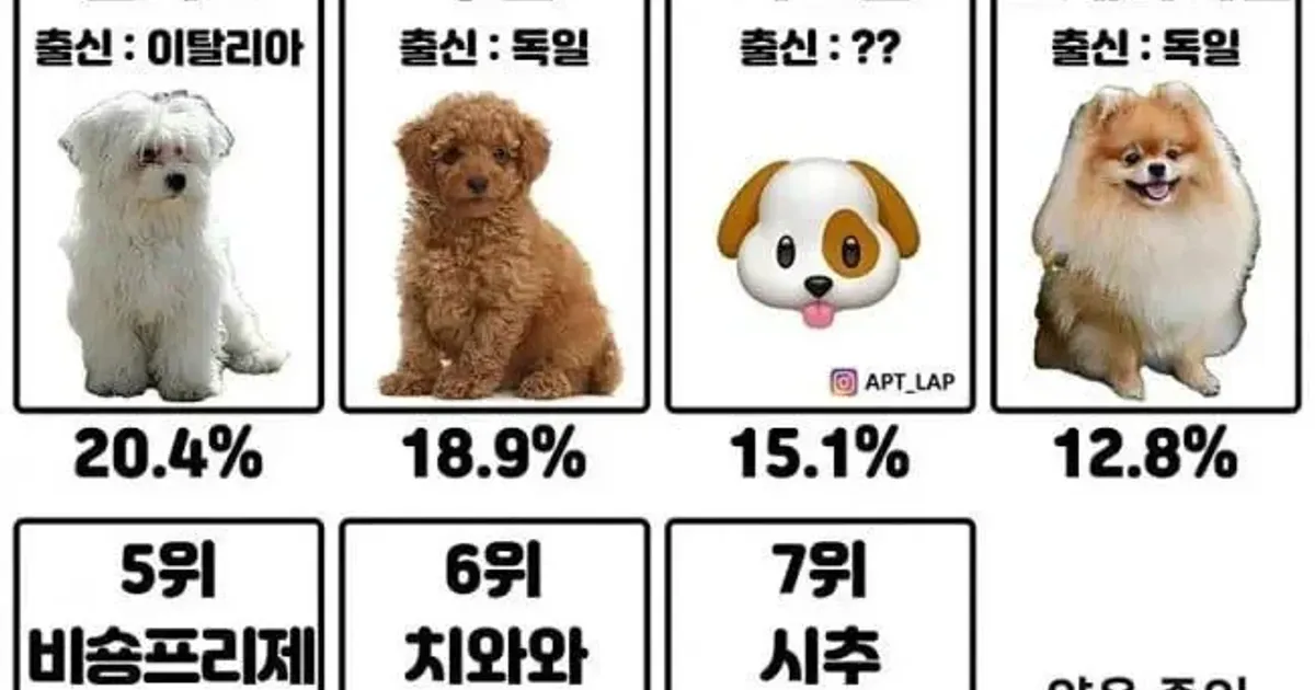 한국 인기 반려견 순위 TOP7