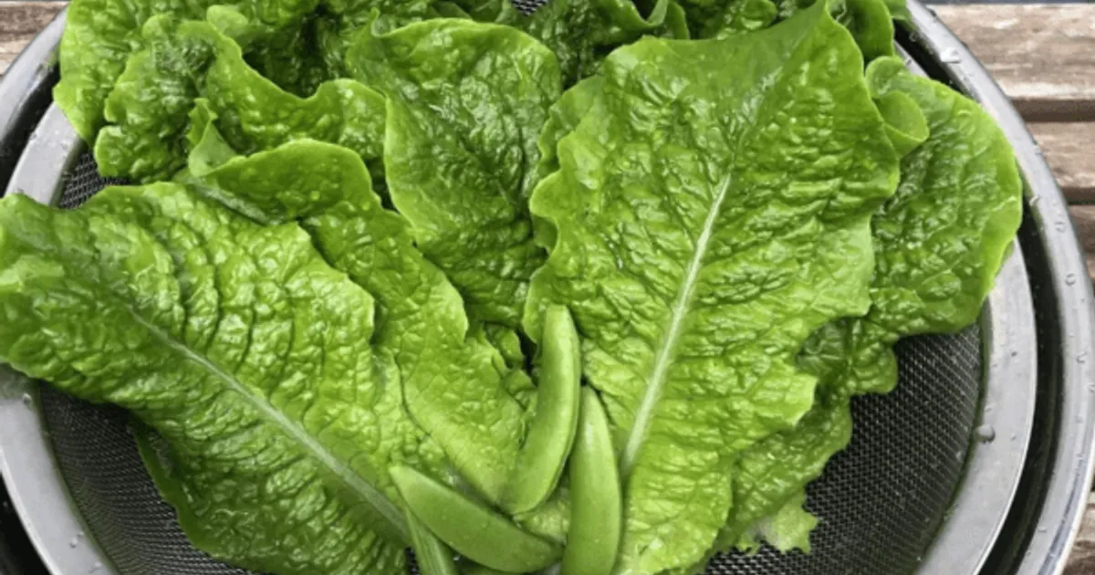 고기먹고 남은 상추를 "이곳"에 넣어보세요, 다른 반찬 필요 없어집니다.