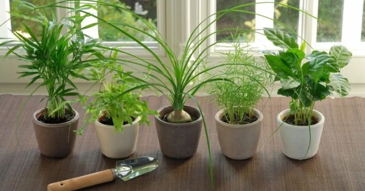 집에서 ''이런 식물'' 키우지마세요, 온 가족 암 유발시키는 식물입니다.