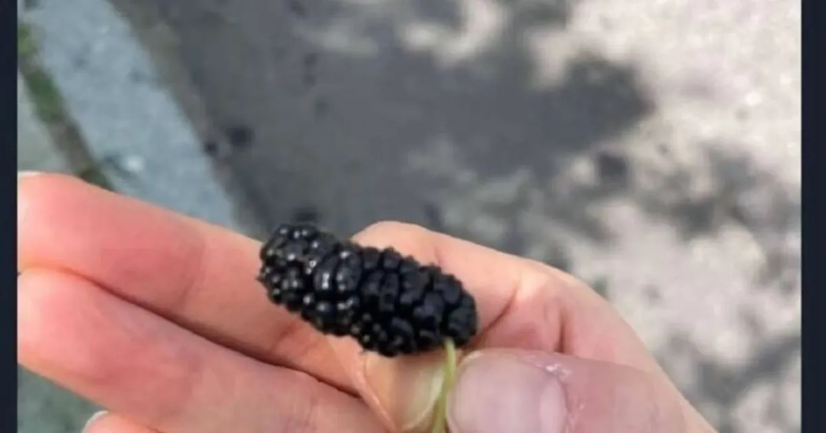 이게 무슨 열매지?