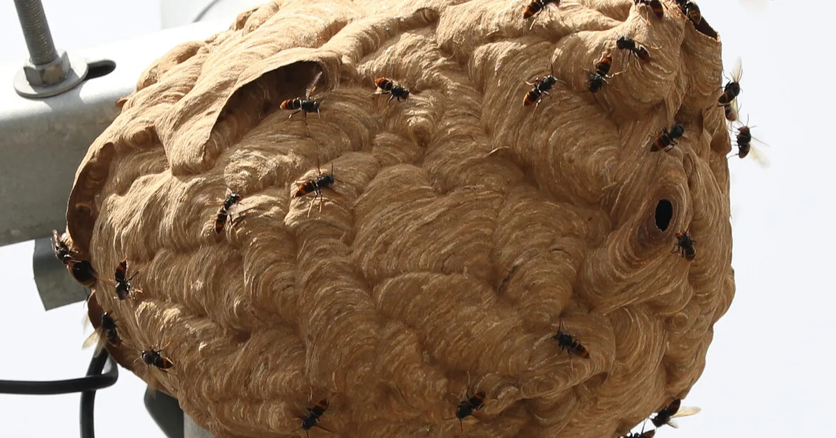 "벌초 골칫덩이 말벌, 검은 머리를 좋아한다?…" 벌 쏘임 피하려면